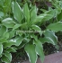 Хоста ( Hosta) Aureomarginata